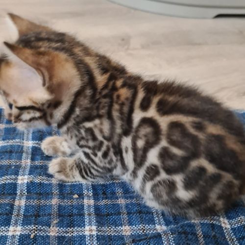 A reserver chaton bengal #5