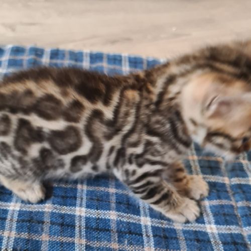 A reserver chaton bengal #6