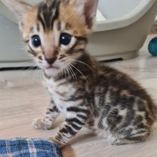 A reserver chaton bengal