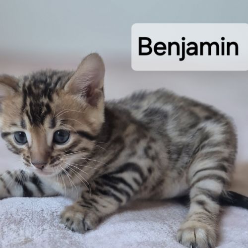 A reserver chaton bengal #0