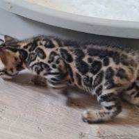A reserver chaton bengal #2