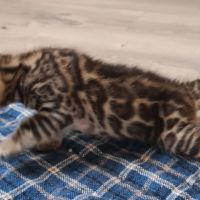 A reserver chaton bengal #3