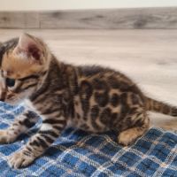 A reserver chaton bengal #4