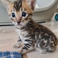 A reserver chaton bengal