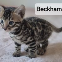 A reserver chaton bengal #1