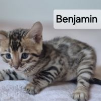 A reserver chaton bengal