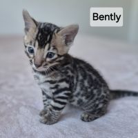 A reserver chaton bengal #3