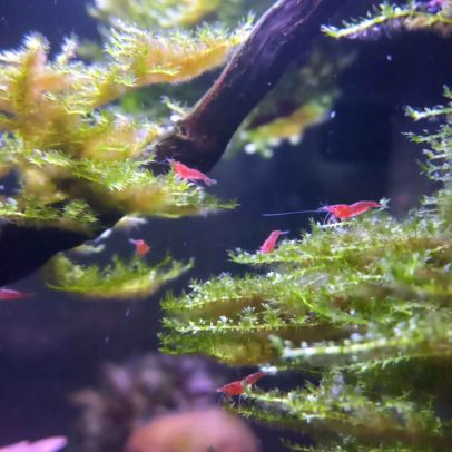 Neocaridina rouge