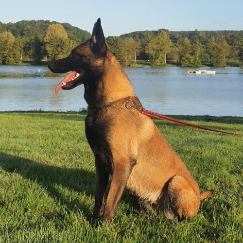 Femelle malinois de 1 an 1/2 #2