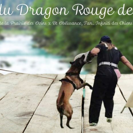 Femelle malinois de 1 an 1/2 #4