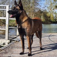 Femelle malinois de 1 an 1/2
