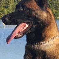 Femelle malinois de 1 an 1/2 #3