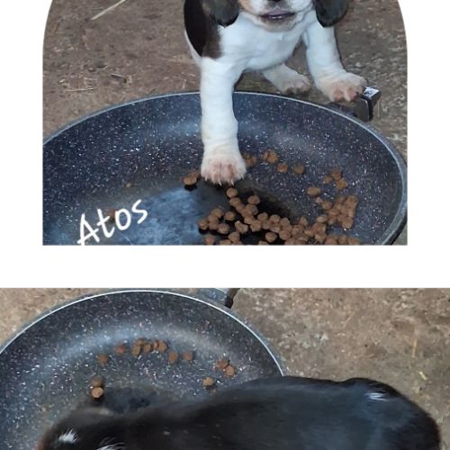 Chiots beagle lof #4