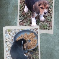 Chiots beagle lof