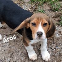 Chiots beagle lof