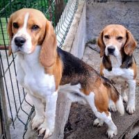 Chiots beagle lof #3