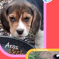 Chiots beagle lof #5