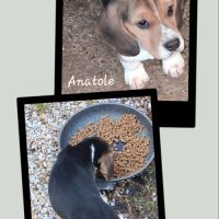 Chiots beagle lof