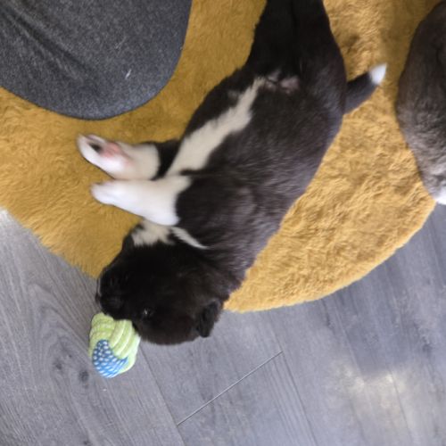 Chiots akita américain disponibles #1