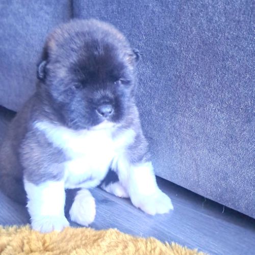 Chiots akita américain disponibles #4