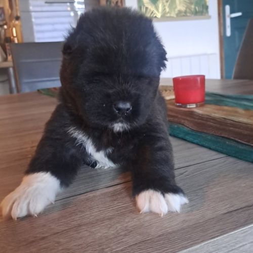 Chiots akita américain disponibles #5