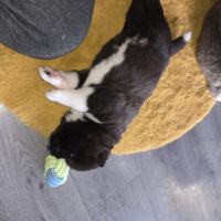 Chiots akita américain disponibles #1