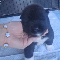 Chiots akita américain disponibles #3