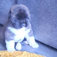Chiots akita américain disponibles #4