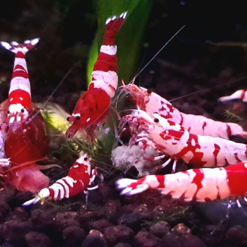 12 crevettes cantonensis #0