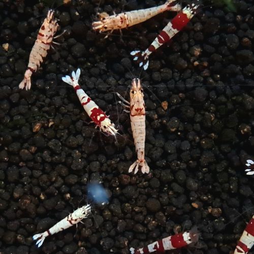 12 crevettes cantonensis #2