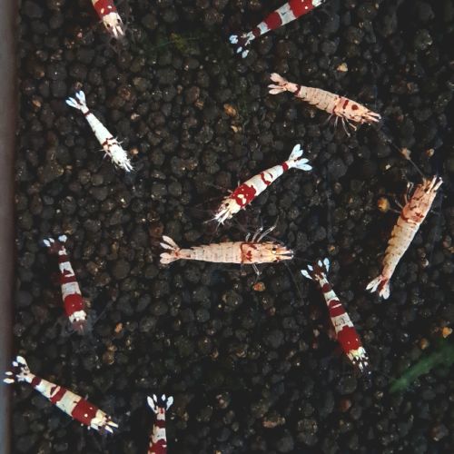 12 crevettes cantonensis #3