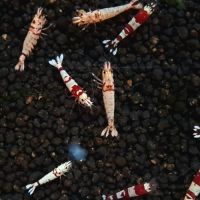 12 crevettes cantonensis #2