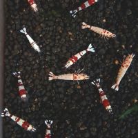 12 crevettes cantonensis #3