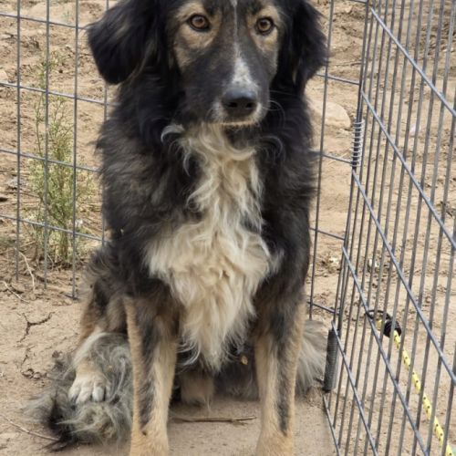 Ilde tout juste 1 an, adorable chien à adopter