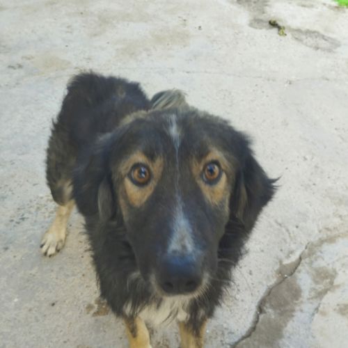 Ilde tout juste 1 an, adorable chien à adopter #2