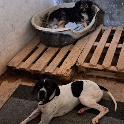 Ilde tout juste 1 an, adorable chien à adopter #3