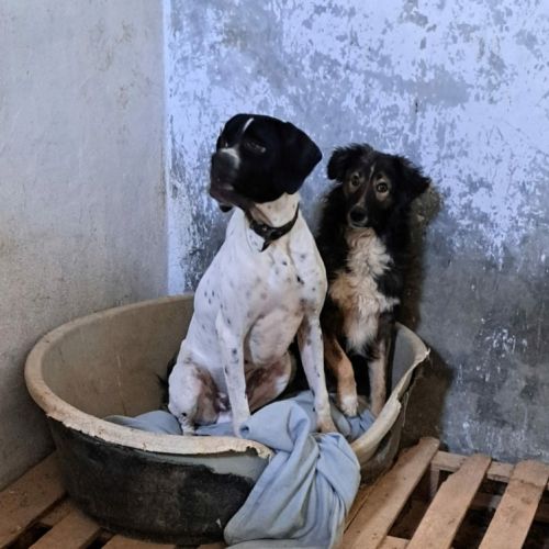 Ilde tout juste 1 an, adorable chien à adopter #4