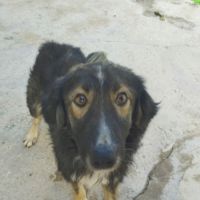 Ilde tout juste 1 an, adorable chien à adopter #2