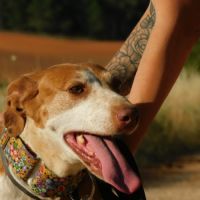 Pilka, une merveilleuse chienne à aimer ! ok chats #2