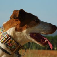 Pilka, une merveilleuse chienne à aimer ! ok chats #4