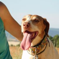 Pilka, une merveilleuse chienne à aimer ! ok chats #5