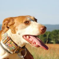 Pilka, une merveilleuse chienne à aimer ! ok chats #6