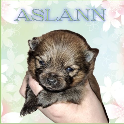 Spitz type nains petits intermédiaires #0