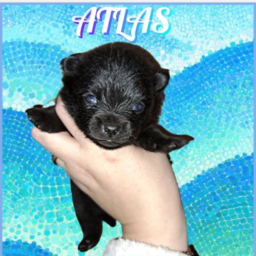 Spitz type nains petits intermédiaires #3