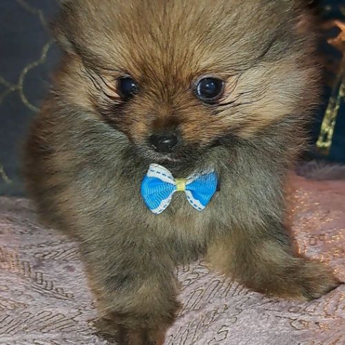 Spitz type nains intermédiaires