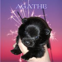 Spitz type nains petits intermédiaires #1