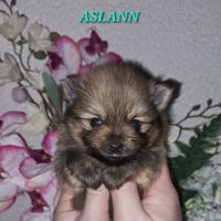 Spitz type nains petits intermédiaires