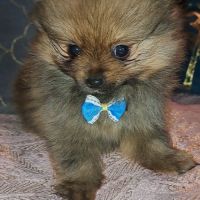 Spitz type nains intermédiaires