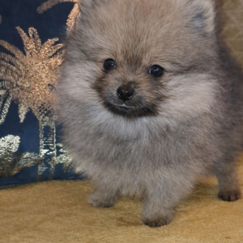 Spitz type nains petits intermédiaires #3