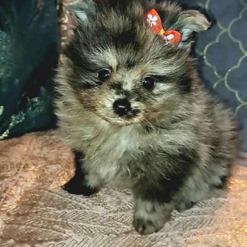 Spitz type nains petits intermédiaires